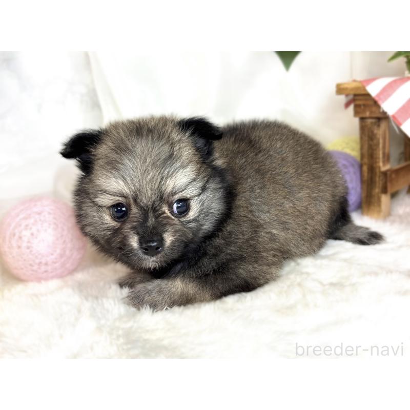 販売中の滋賀県のポメチワ:ポメラニアン×チワワ-407919の2枚目
